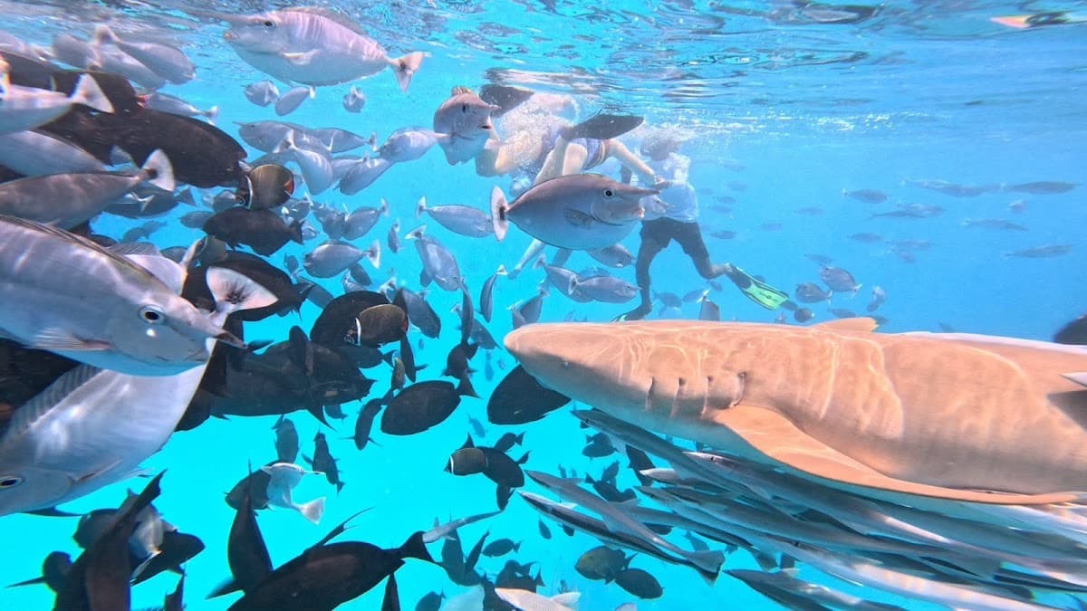Shark Point