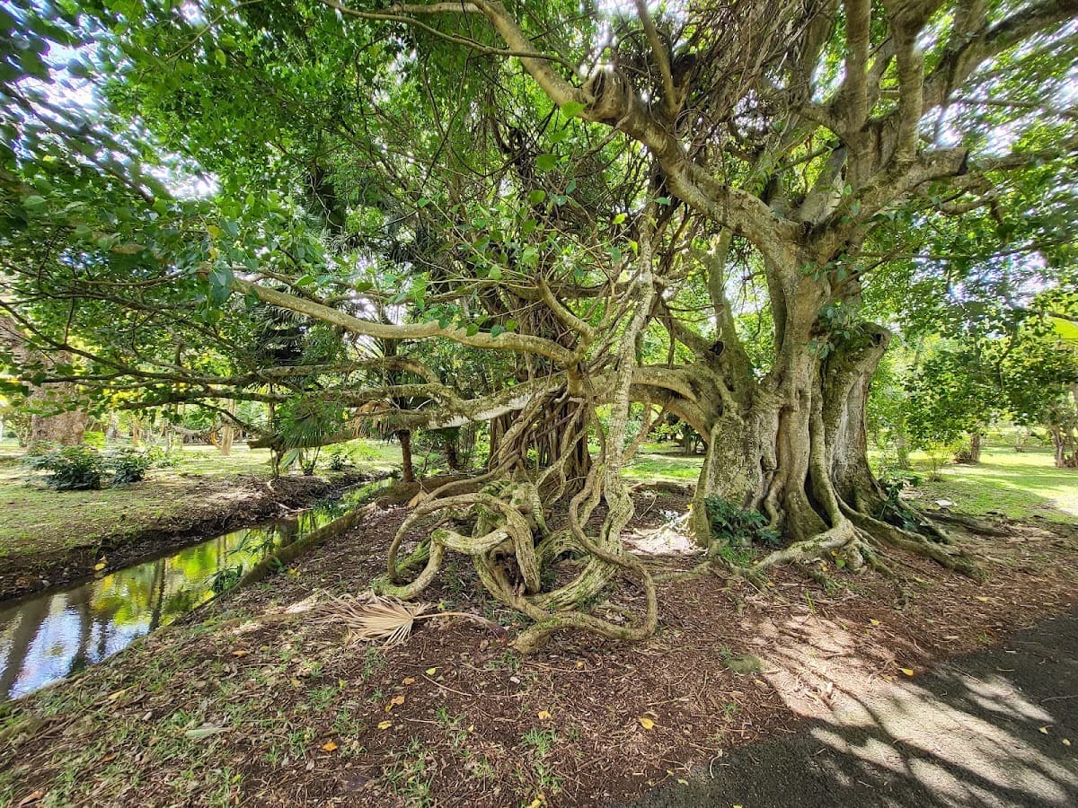 Sir Seewoosagur Ramgoolam Botanical Garden
