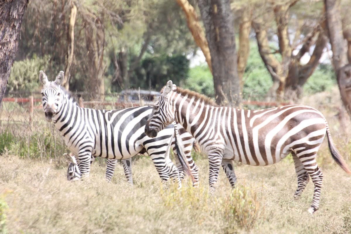 Soysambu Conservancy
