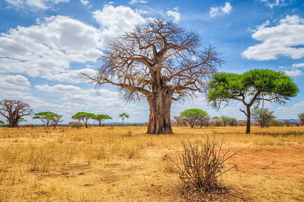 Tarangire National Park