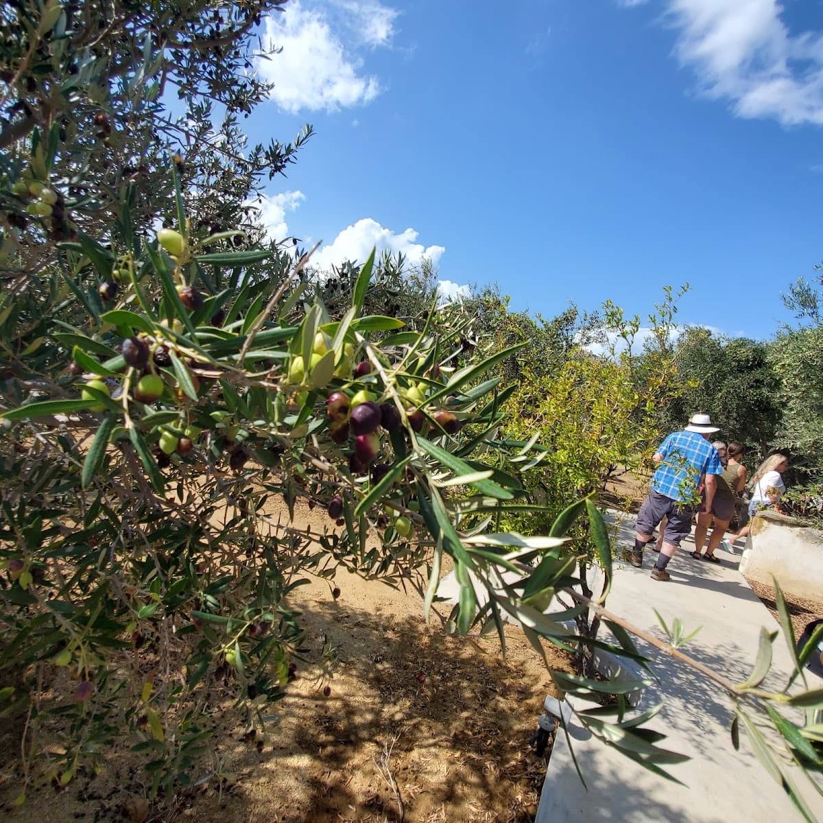 Tour In Mykonian Land & Wine Tasting Mykonos