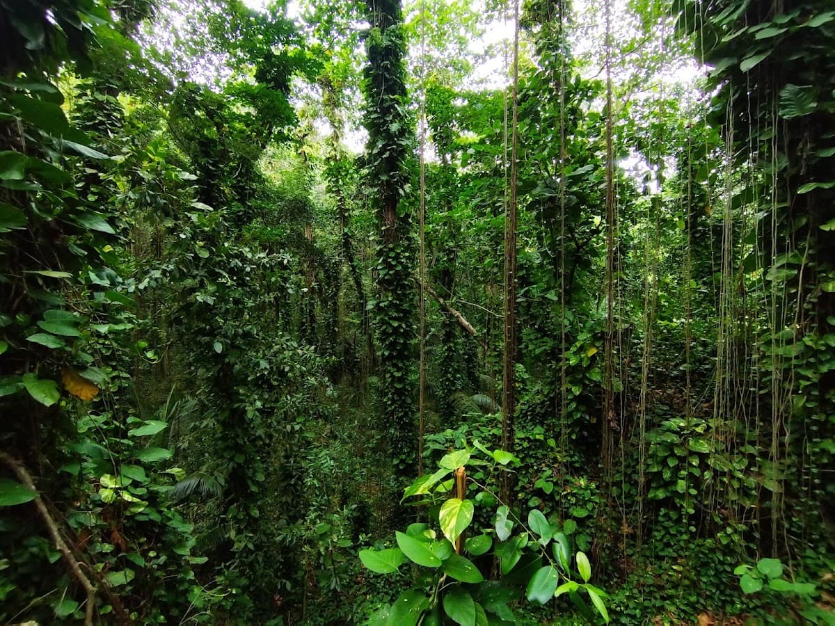 Tropical forest