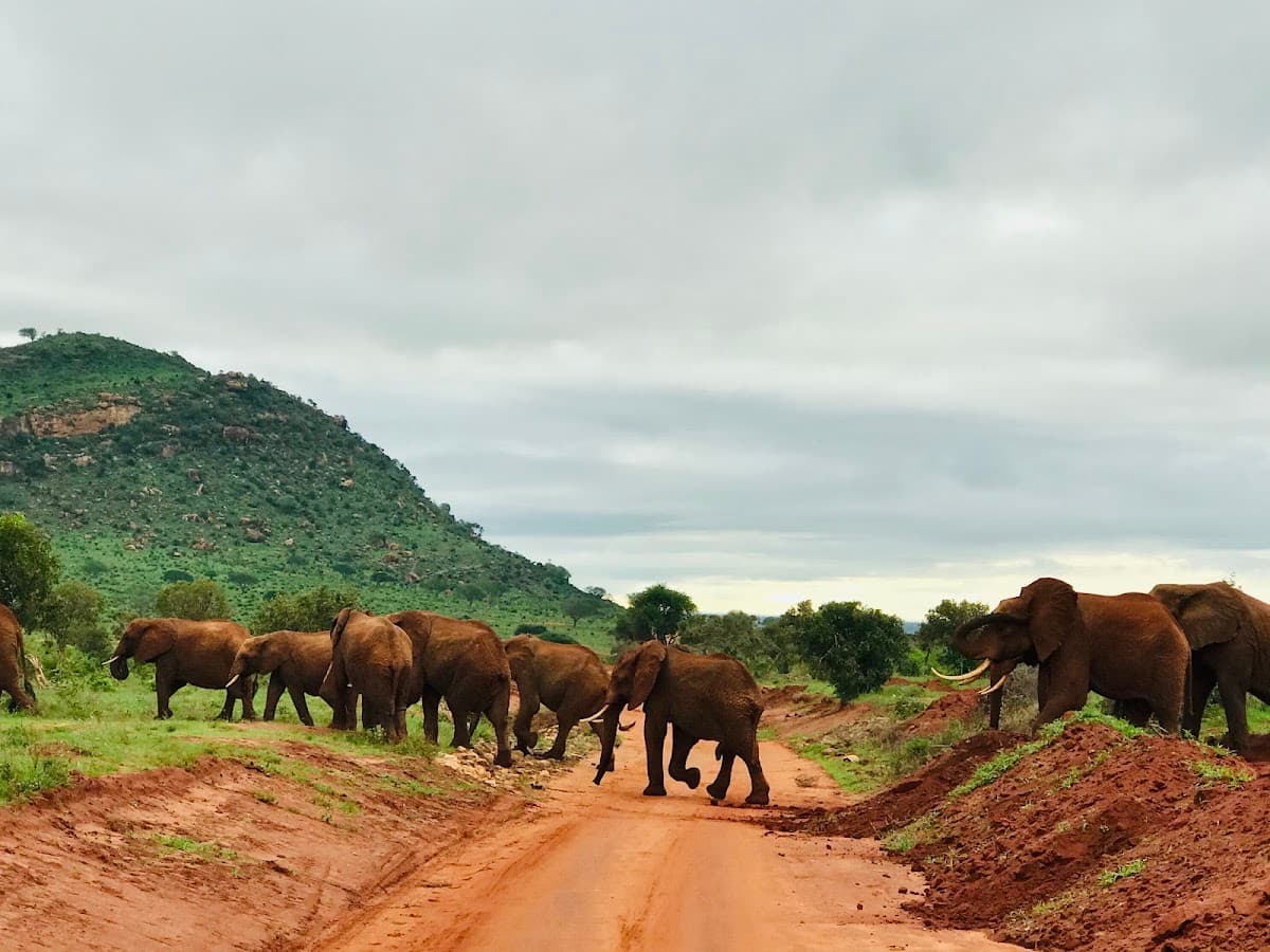 Tsavo National Park