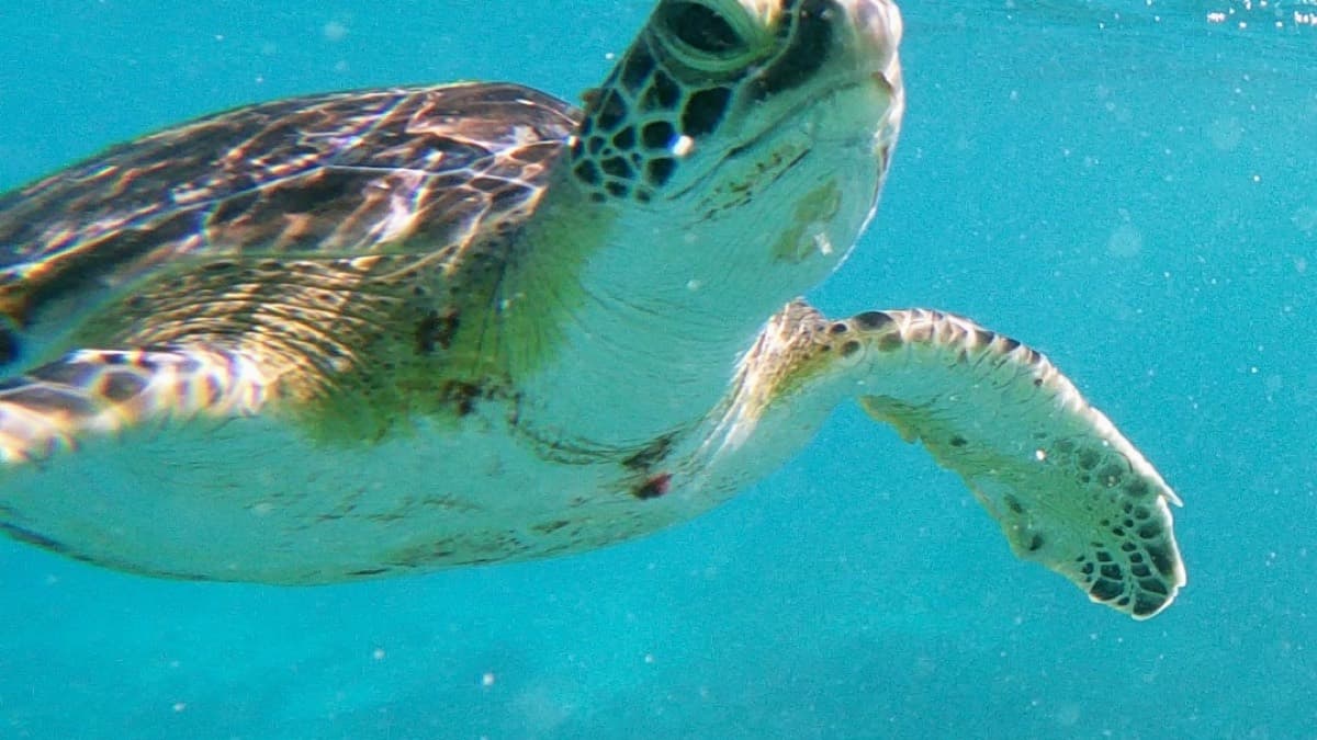 Tulum Snorkeling Tours