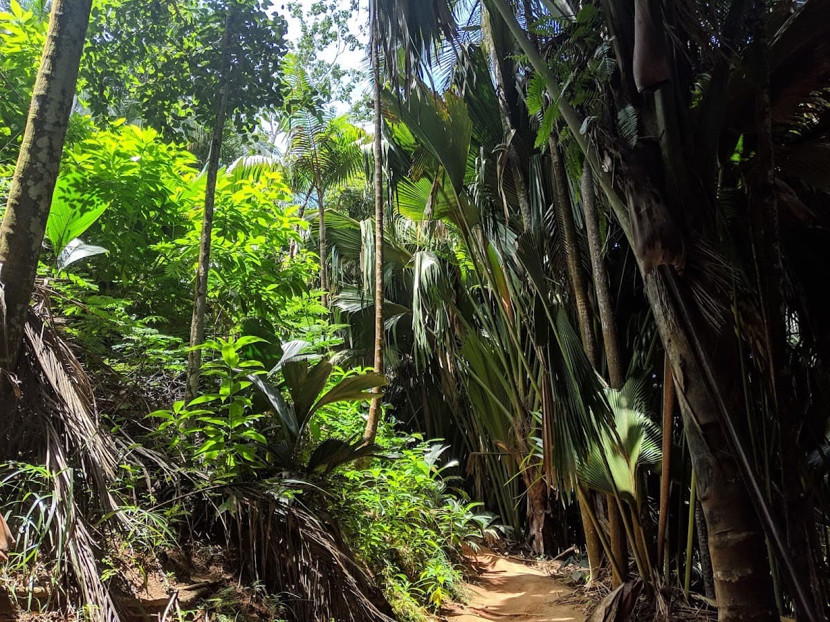 Vallée de Mai, Praslin, Seychelles