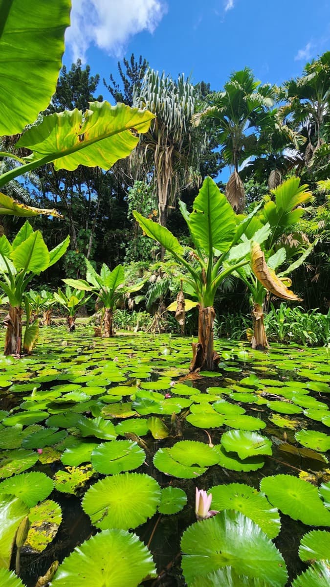 Victoria Botanical Gardens
