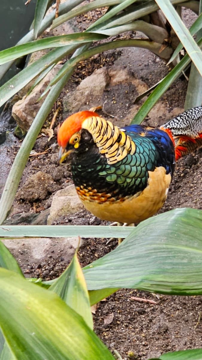 World of Birds Wildlife Sanctuary & Monkey Park
