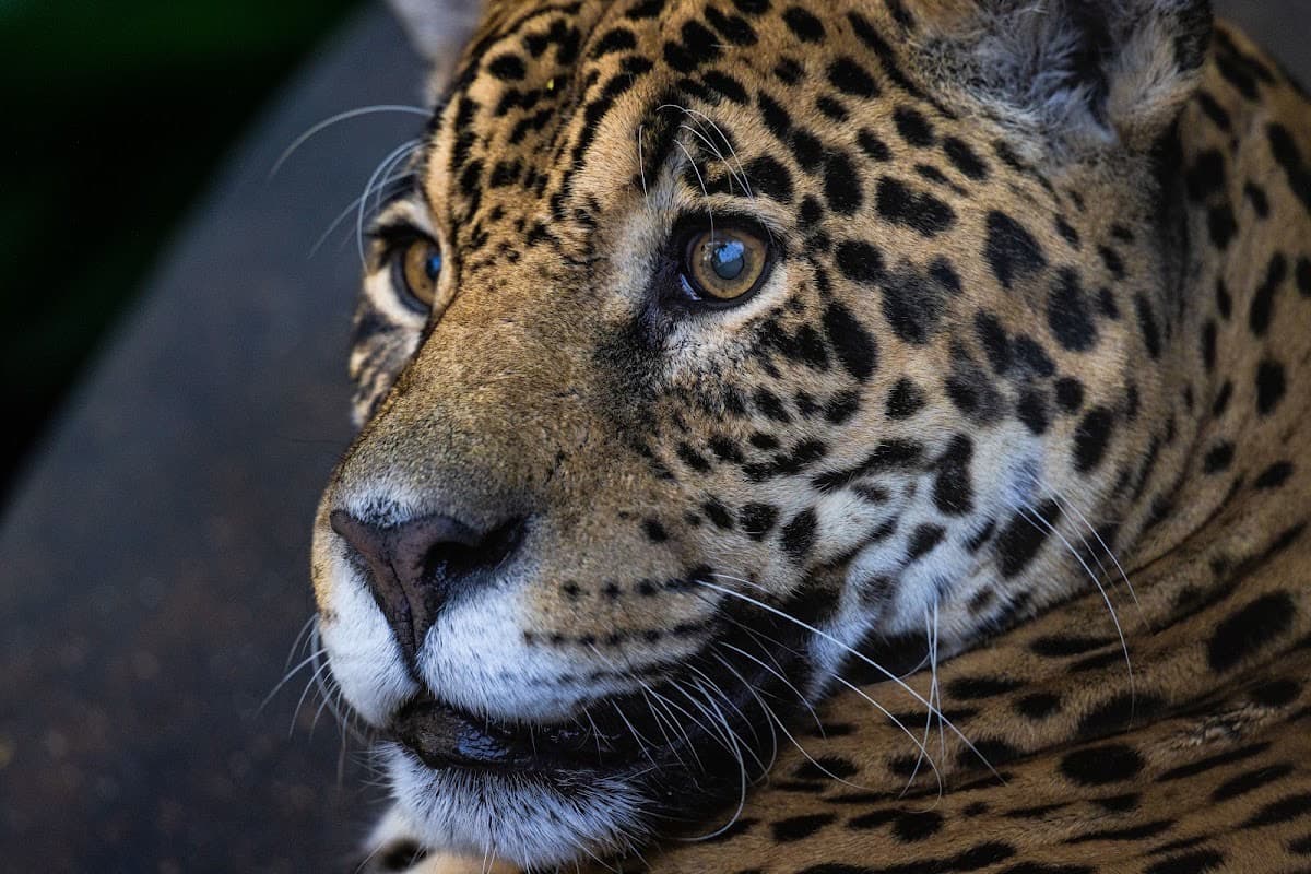 Zoológico de São Paulo
